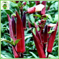 (30seeds）Four Seasons easy to plant seeds of okra