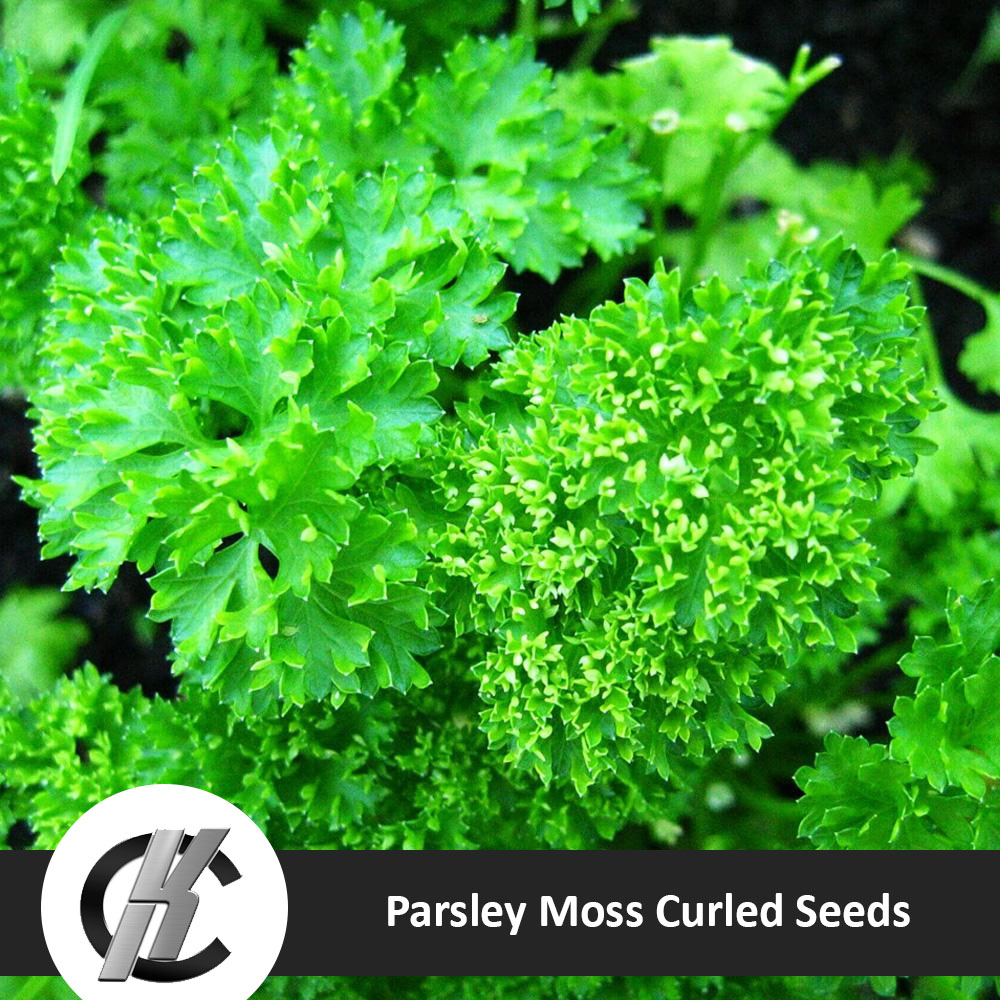 Parsley Moss Curled Seeds review and price