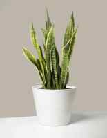 Potted Snake Plant Sansevieria Trifasciata (Air Purifying Plant 30-50 cm) with FREE garden soil plastic pot