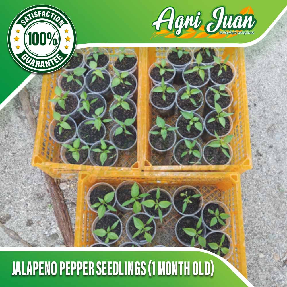 Jalapeno Pepper Seedlings (1 month old) review and price