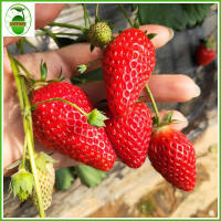 VK029 (20 seeds)Sweet Charlie Strawberry seed