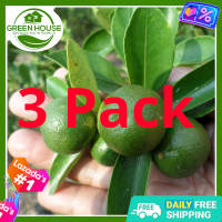 Green House® - Bonsai Kalamansi Seeds for Planting Vegetable Plants (10 Seed) incl. Planting Instruction for Calamansi