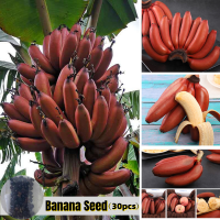 100% Original Rare Red Banana Tree Seeds for Sale (30 Seeds) Bonsai Banana Seeds Fruit Seeds for Planting Balcony Potted Ornamental Fruits Plants for Home Garden Decor Fruit Plants Seeds for Gardening Banana Plants for Sale Bonsai Tree Live Plants