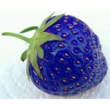 Arctic Land 100PCS Natural Organic Blue Strawberry Seeds Nutritious Delicious Plant Seed - Intl August 2018 - 2 Arctic Land 100PCS Natural Organic Blue Strawberry Seeds Nutritious Delicious Plant Seed - intl - 2