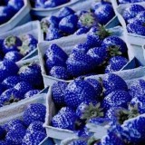 Arctic Land 100PCS Natural Organic Blue Strawberry Seeds Nutritious Delicious Plant Seed - Intl August 2018 - 4 Arctic Land 100PCS Natural Organic Blue Strawberry Seeds Nutritious Delicious Plant Seed - intl - 4