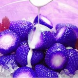 Arctic Land 100PCS Natural Organic Blue Strawberry Seeds Nutritious Delicious Plant Seed - Intl August 2018 - 5 Arctic Land 100PCS Natural Organic Blue Strawberry Seeds Nutritious Delicious Plant Seed - intl - 5