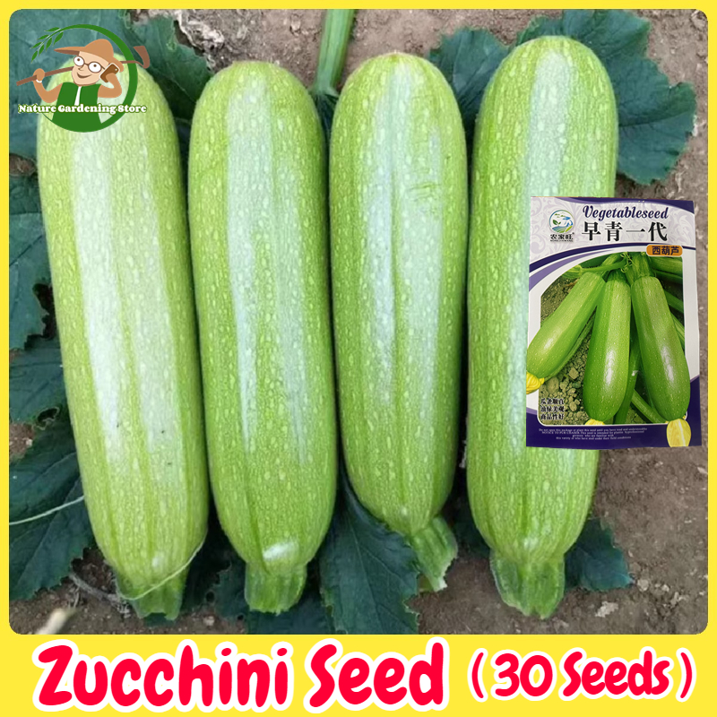 เมล็ดพันธุ์ ซูกินี ประมาณ 30เมล็ด Zucchini Squash Seeds Bottle Gourd Vegetable Seeds for Planting เมล็ดซูกินี เมล็ดน้ำเต้า เมล็ดพันธุ์ OP แท้ ผักออร์แกนิก เมล็ดผักสวนครัว F1 เมล็ดพันธุ์ผัก เมล็ดพันธุ์พืช พันธุ์ผัก เมล็ดผัก เมล็ดงอกสูง ปลูกง่ายในประเทศไทย ราคา 38 บาท*ส่งฟรี