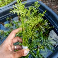 AQUARIUM PLANT WATER SPRITE LOW TECH MAINTANENCE