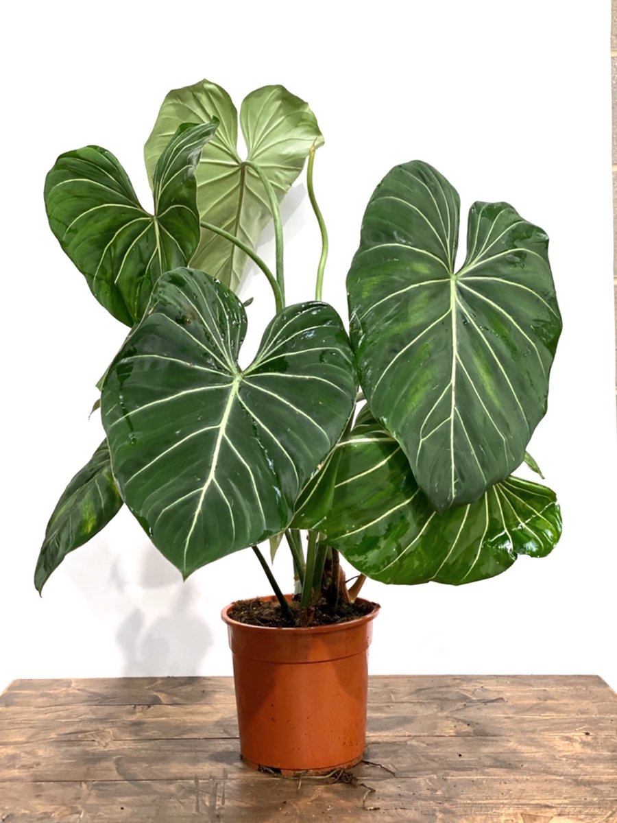 Philodendron gloriosum review and price
Heart-shaped leaf plant