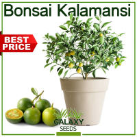 ″GalaxySeeds″ Bonsai Kalamansi Seeds for Planting Vegetable Plants (5 Seed) Including extra fertilizer Dwarf Calamansi