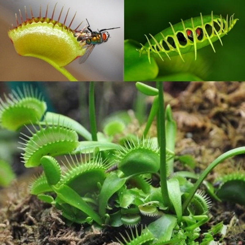 [Fast Germination]50pcs Venus Flytrap Seeds for Planting Potted Rare