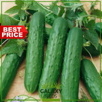 ″GalaxySeeds″ Cucumber Poinsett Seeds for Planting Vegetable Plants (15 Seed) Including fertilizer - Green Pipino