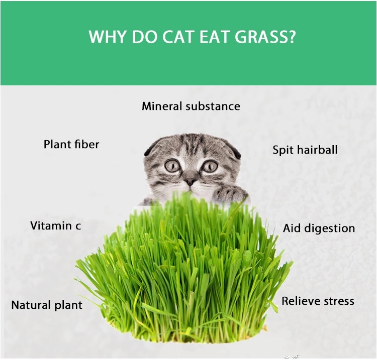 (100 grams) Natural CAT GRASS Seeds 100 Organic NonGMO review and price