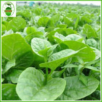(30 seeds+) Malabar Spinach Gynura cusimbua
