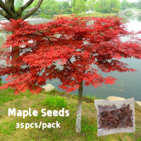 [Fast Germination Bonsai Seed] 35pcs Maple Tree Seeds for Planting Bonsai Seeds Flower Seeds for Planting Air Purifying Indoor Plants Seeds for Gardening Home Decor Balcony Live Plants for Sale Real Plants Trees Plants Philippines Bonsai Tree Live Plant