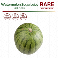 Rare Food Shop Watermelon Sugarbaby 3.8-4.3KG