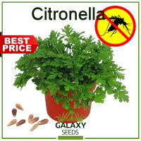 ″GalaxySeeds″ Citronella Grass (5 Seed) Anti Mosquito Plant Seeds for Planting Herbal Plants +Fertilizer F1