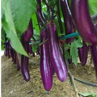 LONG EGGPLANT SEEDS HYBRID/EASY TO GROW/HIGH YIELD 20PCS