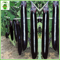 (30 seeds)High-yield Japanese black lady long eggplant