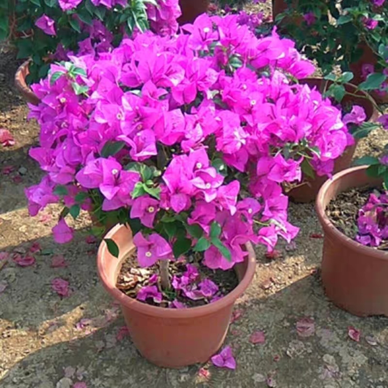 100 Seeds Dwarf Bougainvillea Seeds for Planting Bougainvillea