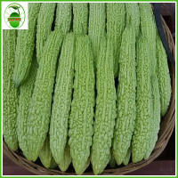 (10seeds）High-yielding bitter gourd seeds