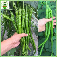 (20seeds）High-yielding long pepper