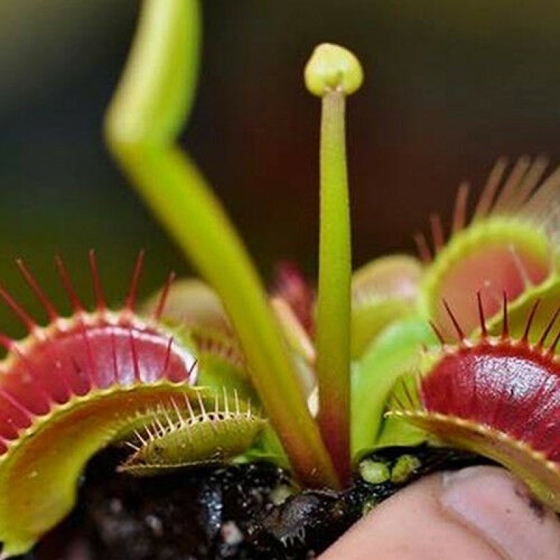 [Fast Germination]50pcs Venus Flytrap Seeds for Planting Potted Rare