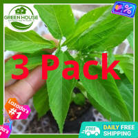 Green House® - Saluyot Seeds for Planting Herbal Plants (+/-250 Seed) incl. Planting Instruction Vegetable Tugabang