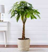 [BAGSAK PRESYO] 99 Pesos - Braided Money Tree (5 stalks) - Free pot and white pebbles - The Dirty Gloves PH