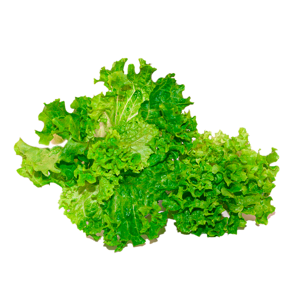 BIG WAVE LETTUCE SEEDS (1200 seeds) review and price