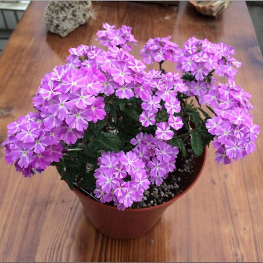 [Fast Grow] Philippines Ready Stock 200pcs Verbena Hybrida Beauty
