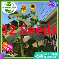 Green House® - Giant Sunflower Seeds for Planting Vegetable Plants (12 Seed) incl. Planting Instruction for Big Hirasol
