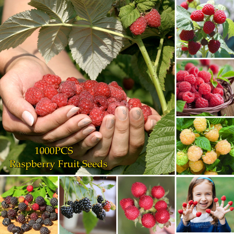 100/bag  Sweet Delicious Red Bonsai Raspberrie Seed Rubus Raspberries Garden Pla 