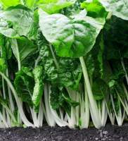 PAVITO PECHAY SEEDS /HYBRID/30DAYS HARVEST/EASY TO GROW/MORE PROFIT