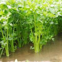 CELERY SEEDS /HYBRID/HIG YIELDING Vegetable Seeds 100PCS