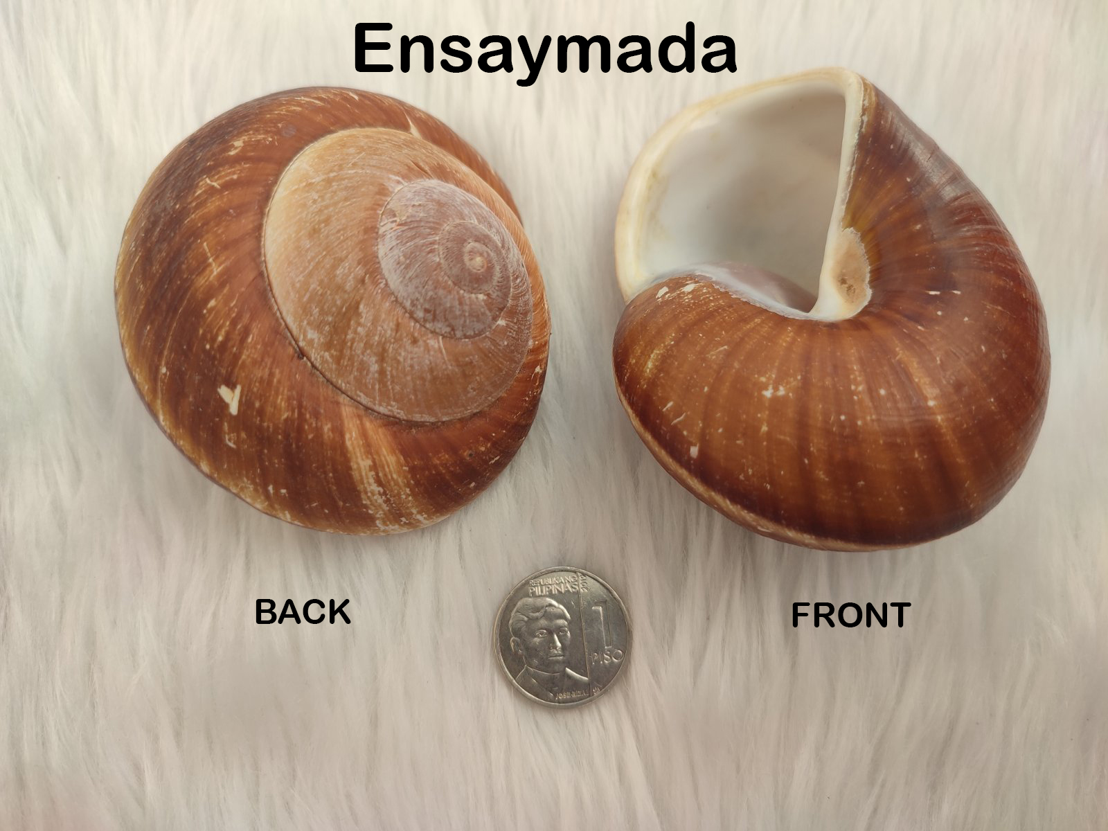 The Timeless Crafts Decorative Large Shells Sold /Pieces