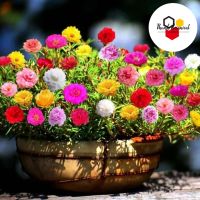 300 Seeds/pack Mixed Portulaca Seed Moss Rose Flower Seeds for Gardening Bonsai Seeds for Planting Flowers Potted