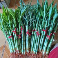 Uprooted Lucky Bamboo for wealth and good Luck (Indoor Plant Real Plant not seed and Limited Stock) - Plants for Sale.