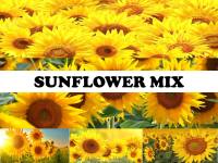 Sunflower Mix - 50 Seeds