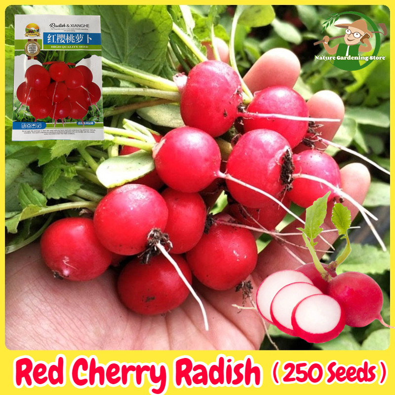 เมล็ดพันธุ์ แรดิช เชอรี่เบลล์ บรรจุ 250 เมล็ด Cherry Belle Radish Seeds Organic Vegetable Seeds for Planting เมล็ดพันธุ์ผัก ผักสวนครัว บอนไซ ผักออร์แกนิก พันธุ์ผัก เมล็ดผัก เมล็ดพันธุ์พืช ปลูกได้ตลอดปี เมล็ดงอกสูง เมล็ดพันธุ์แท้ OP ปลูกผัก สวนครัว โตไว ราคา 38 บาท*ส่งฟรี