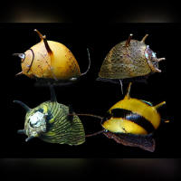 ALGE EATER GOOD FOR POND AND AQUARIUM TANK