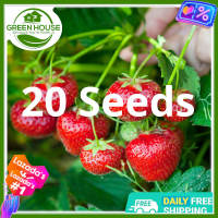 Green House® - Strawberry Bonsai Seeds for Planting Vegetable Plants (20 Seed) incl. Instructions for Strawberries/Presa