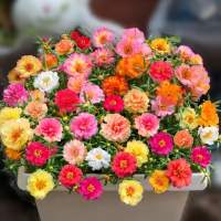 100 Seeds/pack Mixed Portulaca Seed Moss Rose Flower Seeds for Gardening Bonsai Seeds for Planting Flowers Potted