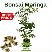 ″GalaxySeeds″ Bonsai Moringa Tree Plant Seeds Malunggai for Planting Vegetable Plants Including fertilizer Hybrid Seed