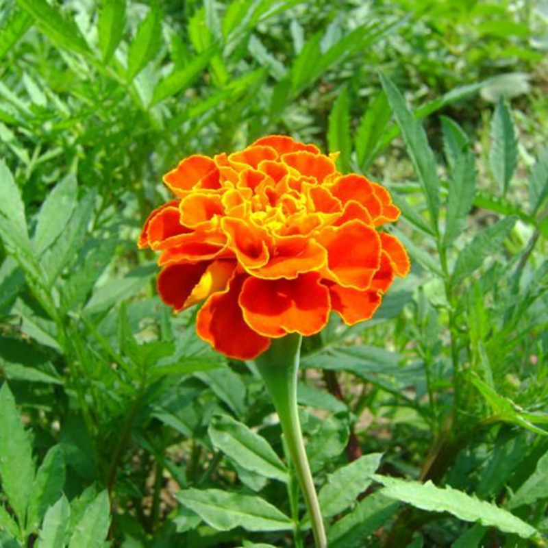 (100 seed/pack) Marigold Flower Seeds for Sale Bonsai Seeds for