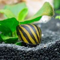 ALGAE EATER FOR AQUARIUM GOOD FOR PLANTS & FISH GREAT TANK