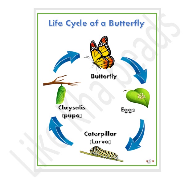 Laminated chart 