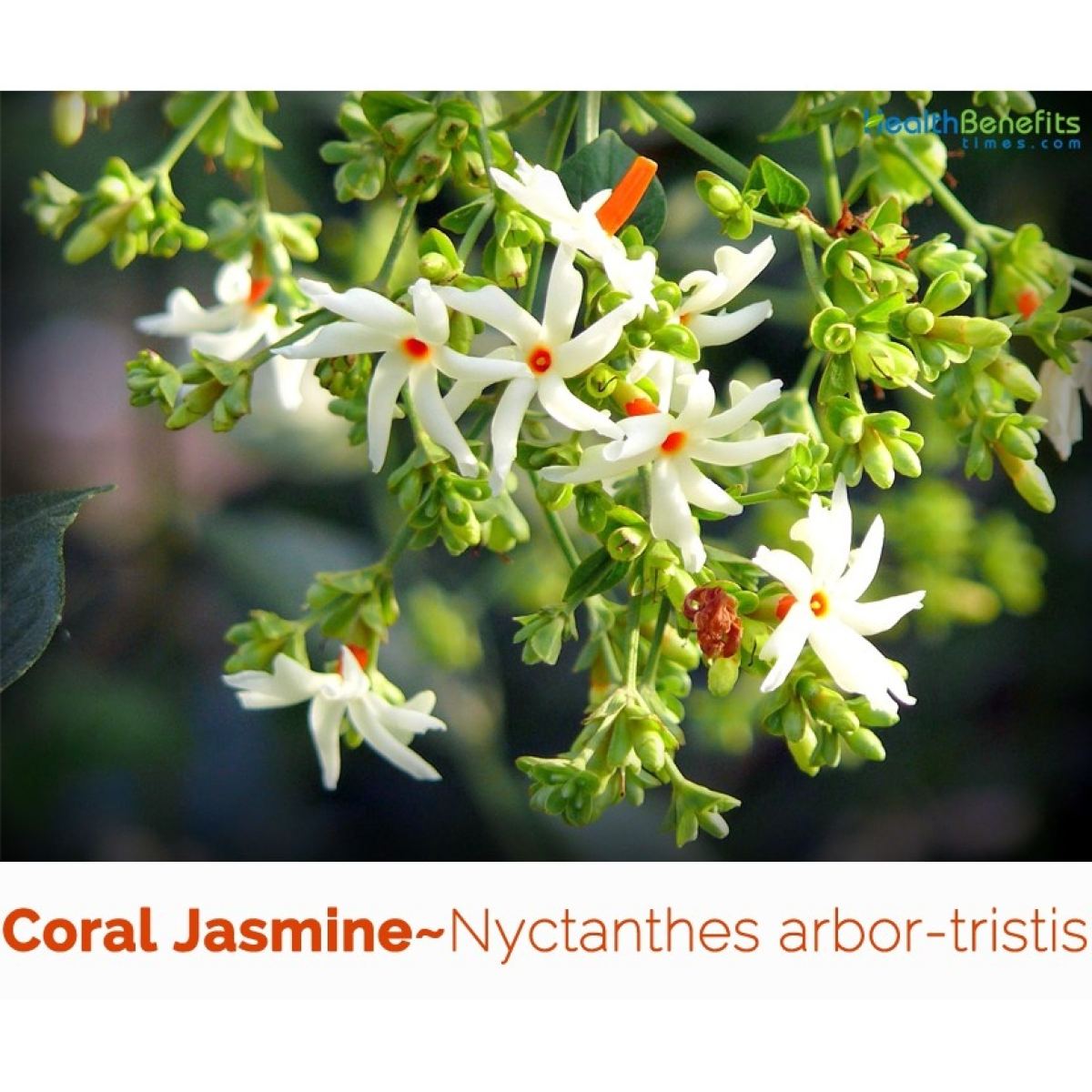 Coral Jasmine