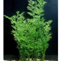 LOW TECH MAINTENANCE AQUATIC PLANTS WATER SPRITE AQUARIUM DECOR EMERSED