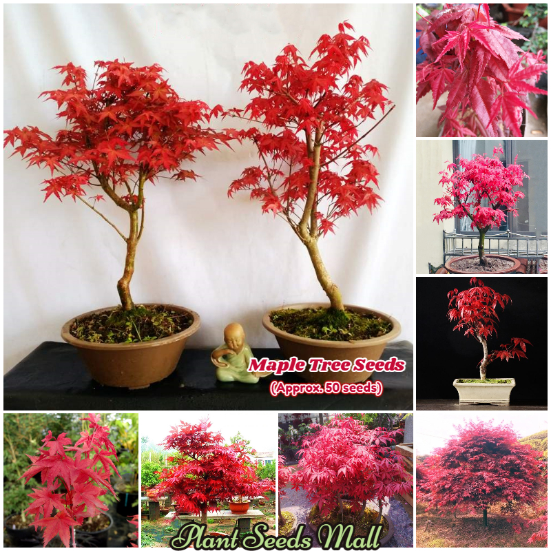 Good Quality Japanese Maple Tree Seeds For Sale 50pcs Seeds For   F01f438ec155d0e0d12efbaf3e4f1bfd 